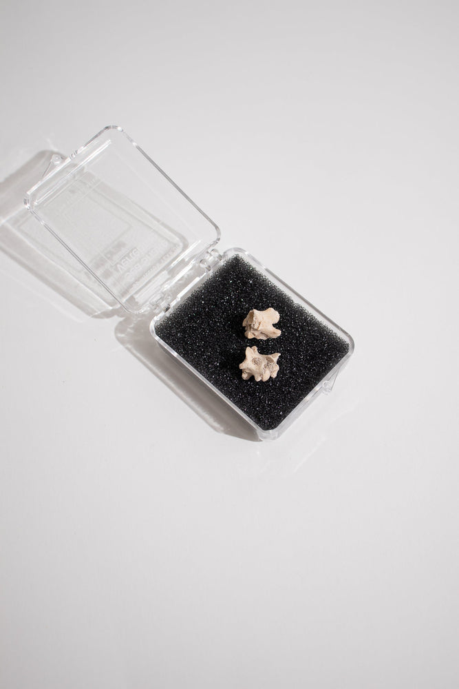 Sea Snake Vertebrae Fossil (ONLINE ORDER ONLY)