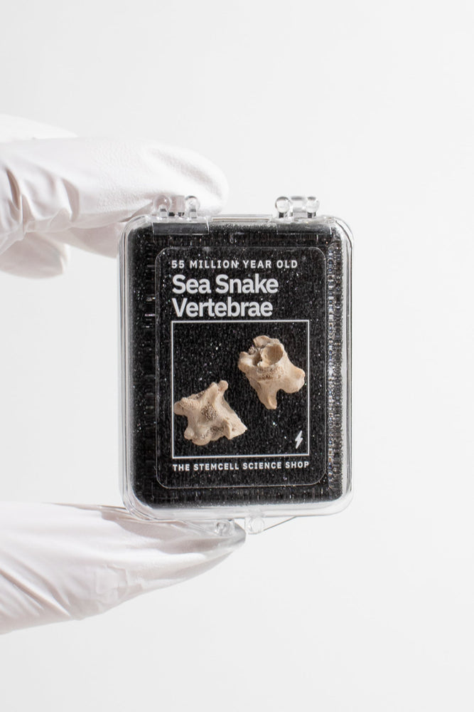 Sea Snake Vertebrae Fossil (ONLINE ORDER ONLY)