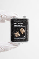 Sea Snake Vertebrae Fossil (ONLINE ORDER ONLY)