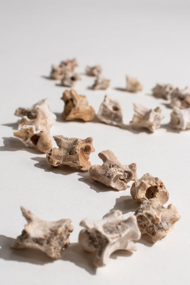 Sea Snake Vertebrae Fossil (ONLINE ORDER ONLY)