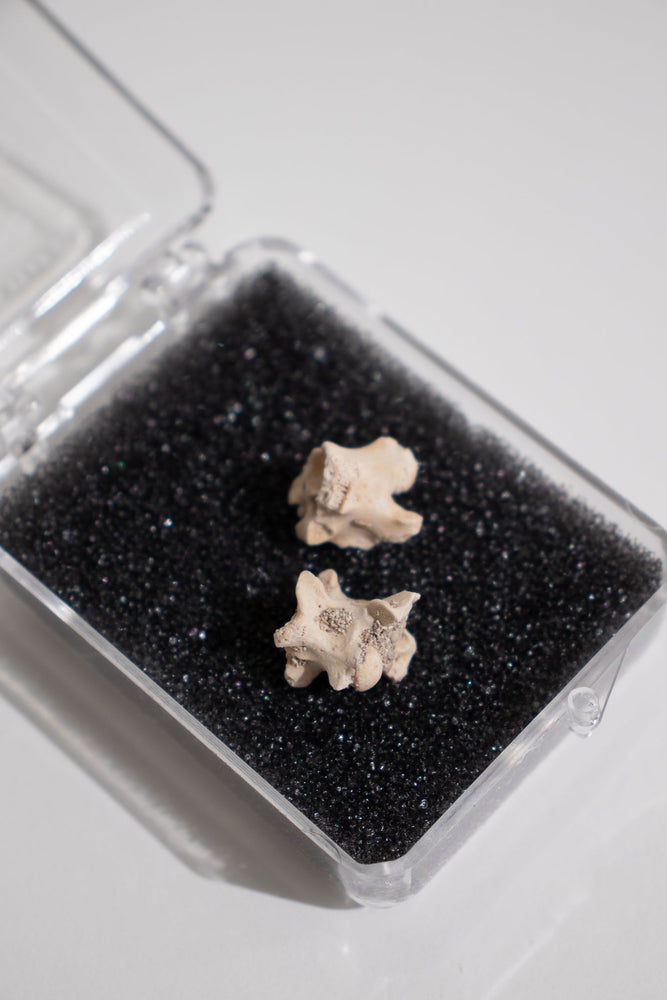 Sea Snake Vertebrae Fossil (ONLINE ORDER ONLY)
