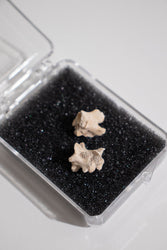 Sea Snake Vertebrae Fossil (ONLINE ORDER ONLY)