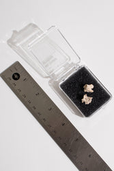 Sea Snake Vertebrae Fossil (ONLINE ORDER ONLY)