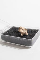 Sea Snake Vertebrae Fossil (ONLINE ORDER ONLY)