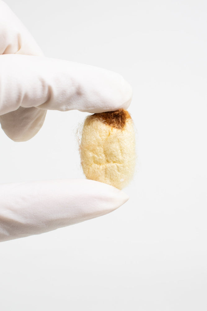 Silkworm Cocoons (ONLINE ORDER ONLY)