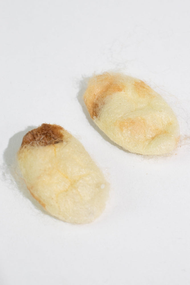 Silkworm Cocoons (ONLINE ORDER ONLY)