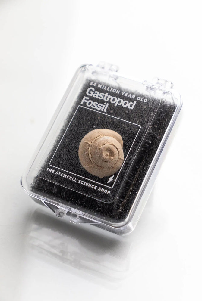 Spiral Gastropod (ONLINE ORDER ONLY)
