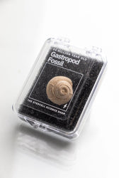 Spiral Gastropod (ONLINE ORDER ONLY)