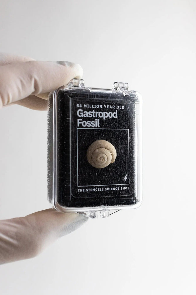 Spiral Gastropod (ONLINE ORDER ONLY)