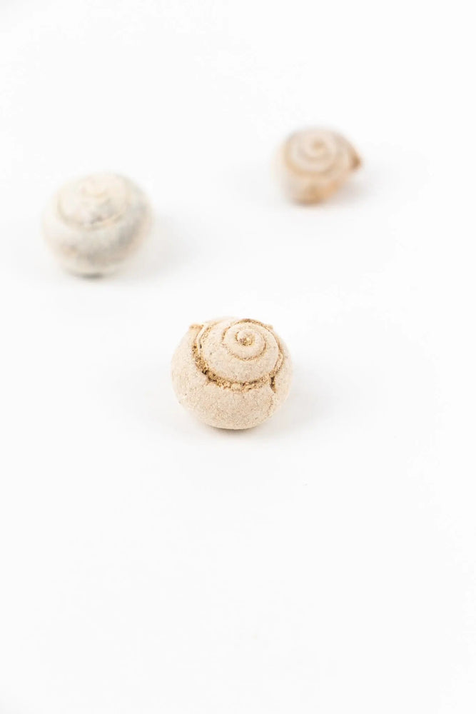 Spiral Gastropod (ONLINE ORDER ONLY)