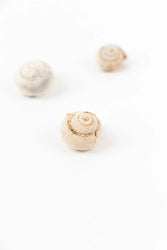 Spiral Gastropod (ONLINE ORDER ONLY)