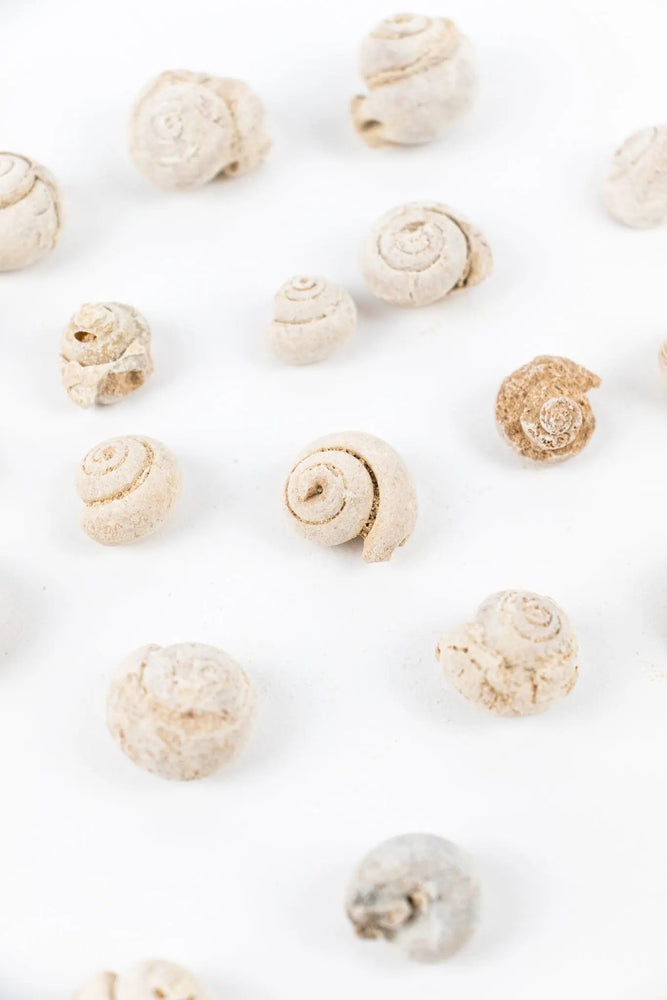 Spiral Gastropod (ONLINE ORDER ONLY)
