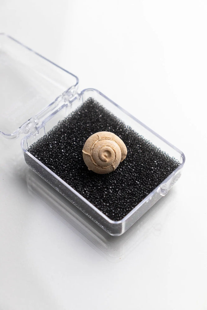 Spiral Gastropod (ONLINE ORDER ONLY)
