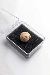Spiral Gastropod (ONLINE ORDER ONLY)