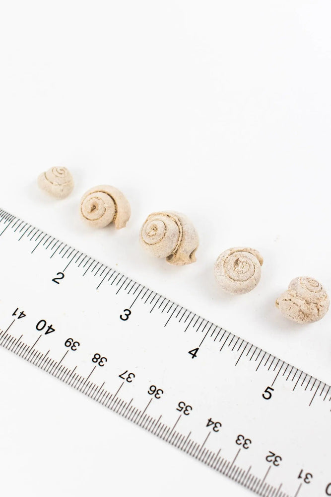 Spiral Gastropod (ONLINE ORDER ONLY)