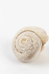 Spiral Gastropod (ONLINE ORDER ONLY)