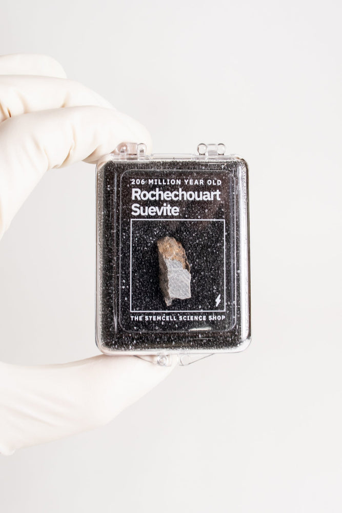 Suevite Fragment (ONLINE ORDER ONLY)