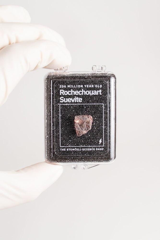 Suevite Fragment (ONLINE ORDER ONLY)