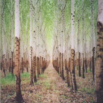 Talkdemonic - Beat Romantic [CD] (ONLINE ORDER ONLY)