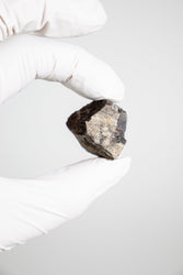 Triceratops Frill Fossil (ONLINE ORDER ONLY)