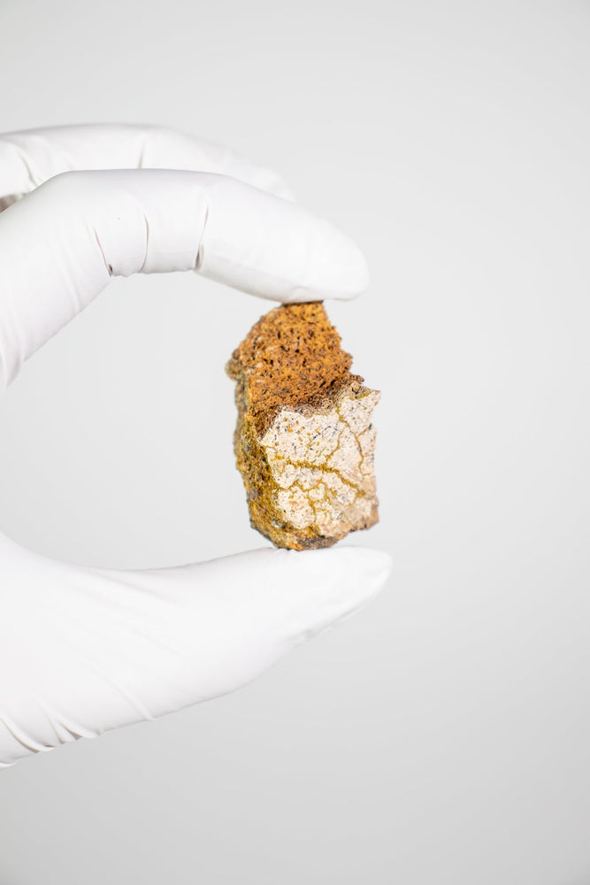Triceratops Frill Fossil (ONLINE ORDER ONLY)
