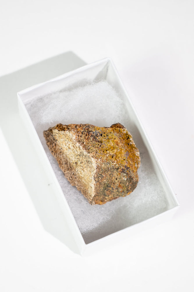 Triceratops Frill Fossil (ONLINE ORDER ONLY)
