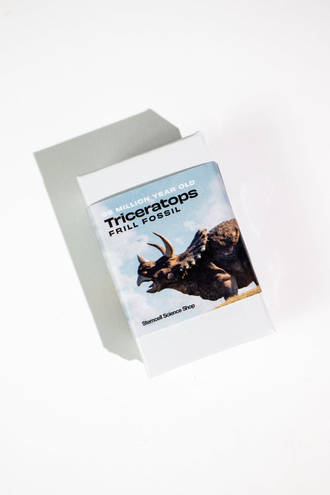 Triceratops Frill Fossil (ONLINE ORDER ONLY)