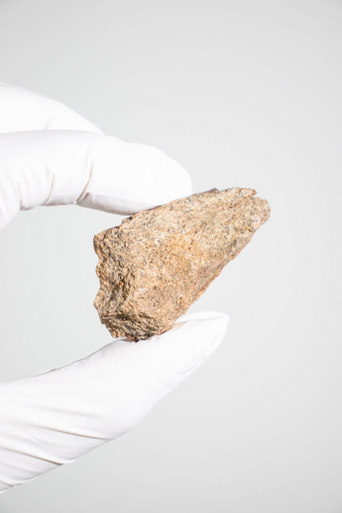 Triceratops Frill Fossil (ONLINE ORDER ONLY)