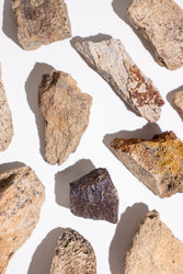 Triceratops Frill Fossil (ONLINE ORDER ONLY)