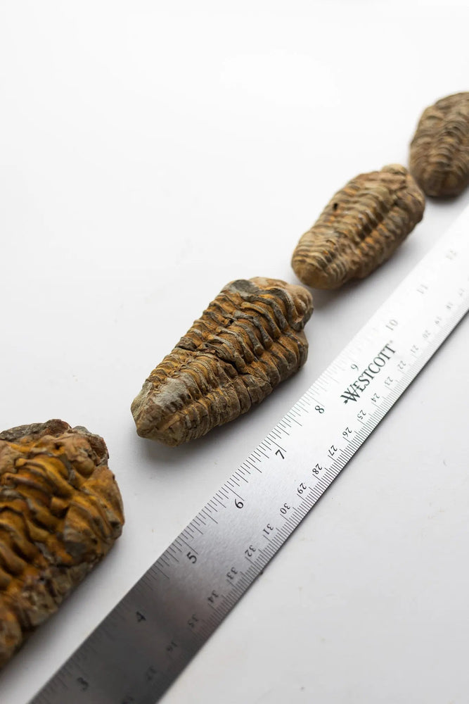 Trilobite Fossil (ONLINE ORDER ONLY)