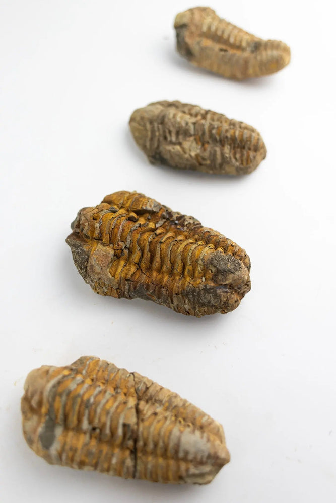 Trilobite Fossil (ONLINE ORDER ONLY)