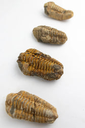 Trilobite Fossil (ONLINE ORDER ONLY)