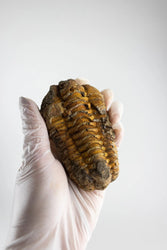 Trilobite Fossil (ONLINE ORDER ONLY)