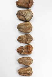 Trilobite Fossil (ONLINE ORDER ONLY)