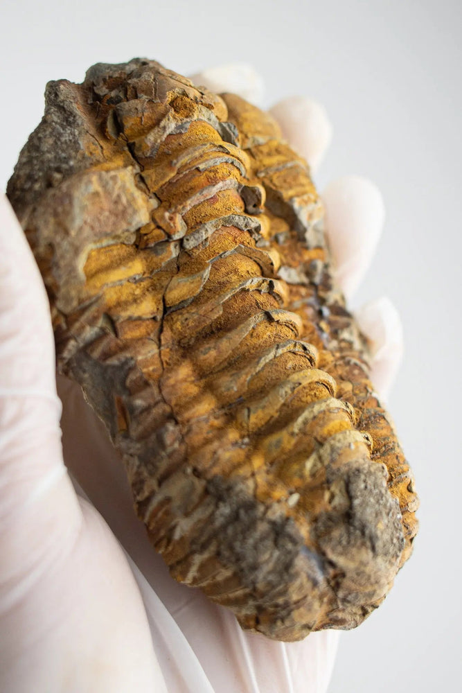 Trilobite Fossil (ONLINE ORDER ONLY)