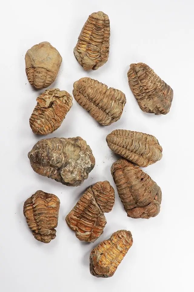 Trilobite Fossil (ONLINE ORDER ONLY)