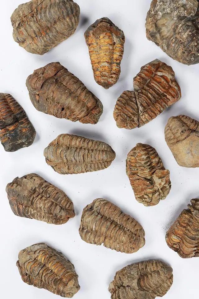 Trilobite Fossil (ONLINE ORDER ONLY)