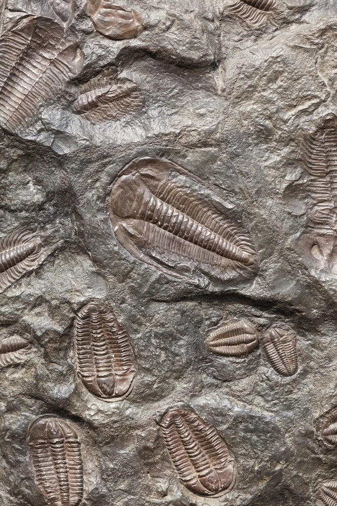 Trilobite Fossil (ONLINE ORDER ONLY)