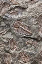 Trilobite Fossil (ONLINE ORDER ONLY)