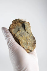 Trilobite Fossil (ONLINE ORDER ONLY)