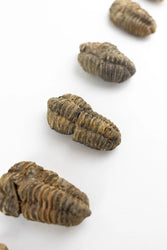 Trilobite Fossil (ONLINE ORDER ONLY)