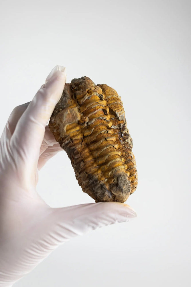 Trilobite Fossil (ONLINE ORDER ONLY)