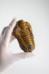 Trilobite Fossil (ONLINE ORDER ONLY)