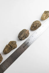 Trilobite Fossil (ONLINE ORDER ONLY)