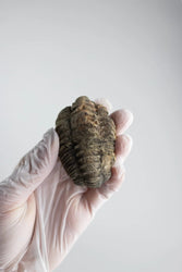 Trilobite Fossil (ONLINE ORDER ONLY)
