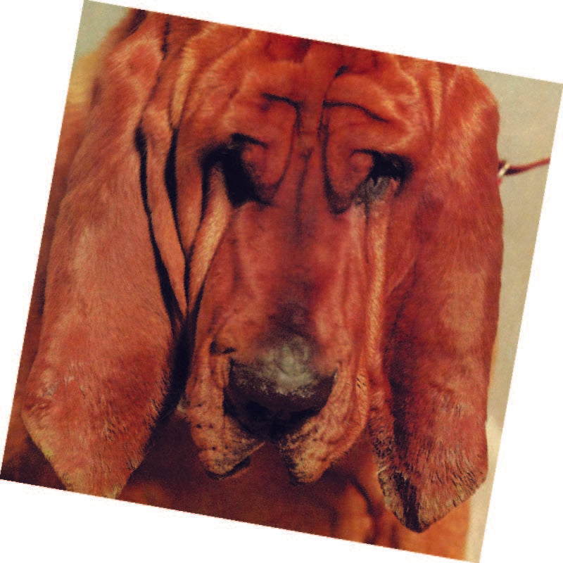 Ty Segall - Goodbye Bread [CD] (ONLINE ORDER ONLY)