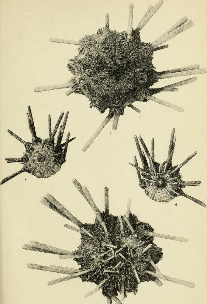 Urchin Spine Fossils (ONLINE ORDER ONLY)