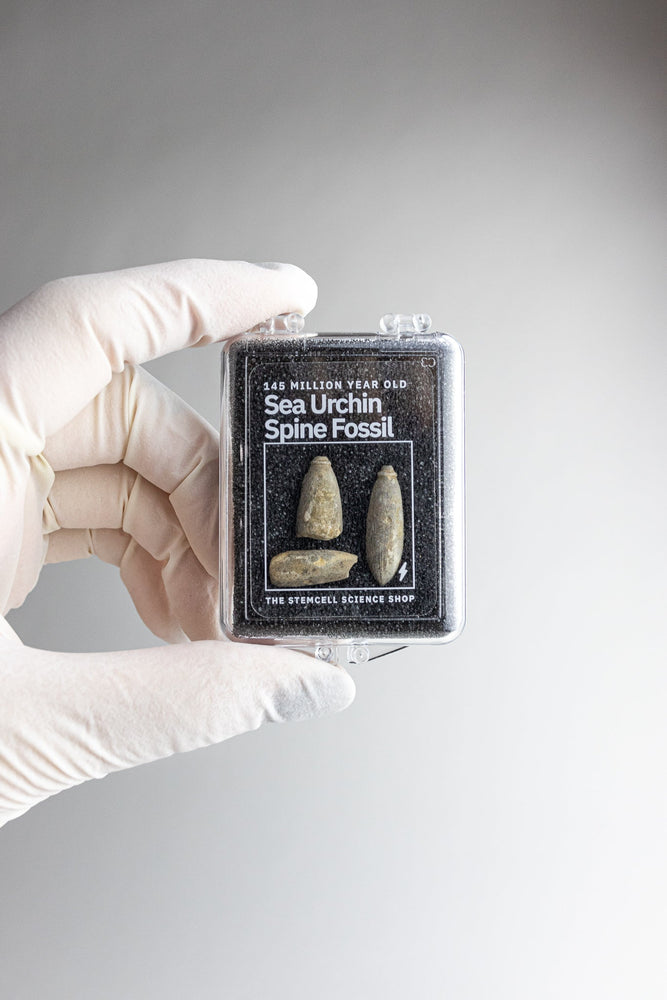 Urchin Spine Fossils (ONLINE ORDER ONLY)