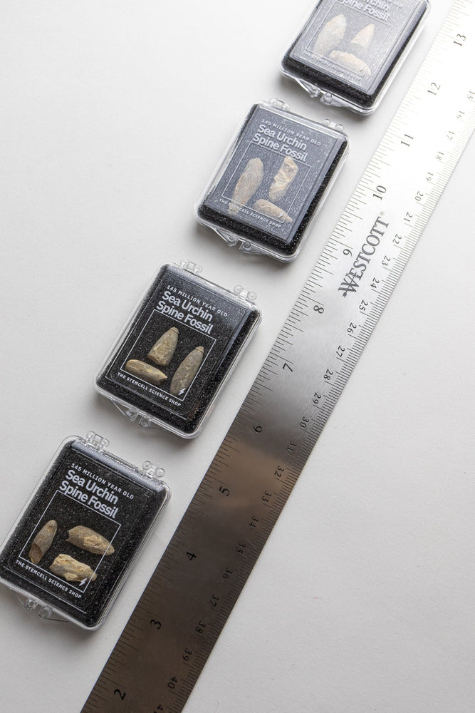 Urchin Spine Fossils (ONLINE ORDER ONLY)