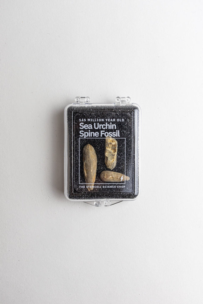 Urchin Spine Fossils (ONLINE ORDER ONLY)